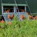 Adopte une poule